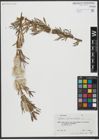 Foto von Salix viminalis L.